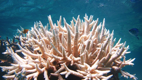 Underwater photo of coral bleaching and hard coral Acropora sp turns white due to high sea surface temperature and climate change