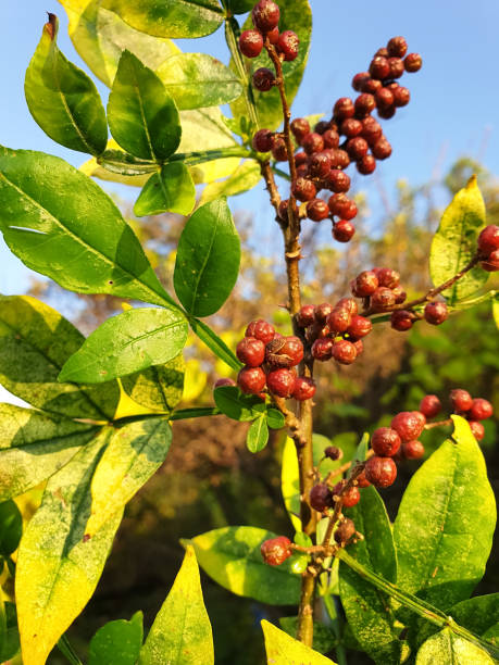 Closeup of timur pepper (Zanthoxylum armatum) plant, Photo of sichuan pepper plant in hilly region of northern India Closeup of timur pepper (Zanthoxylum armatum) plant, Photo of sichuan pepper plant in hilly region of northern India zanthoxylum stock pictures, royalty-free photos & images