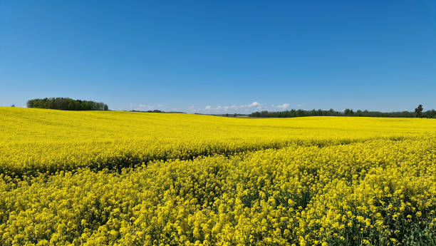 istock Yellow rape field and trees on the horizon. 1296850335