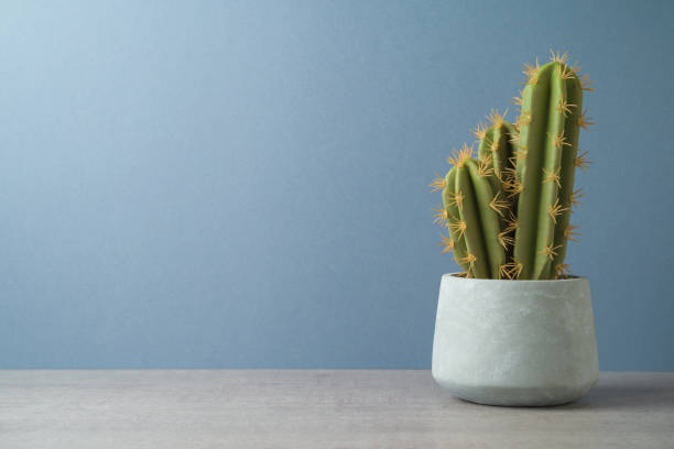 istock Cactus plant over gray background. Modern table mock up for design 1296851195