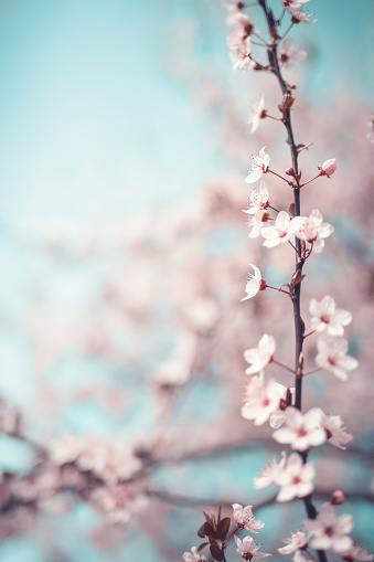 Spring background with cherry blossoms.
