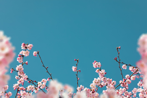 Spring background with pink cherry blossoms.