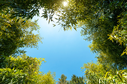 View from below on bamboo forest.