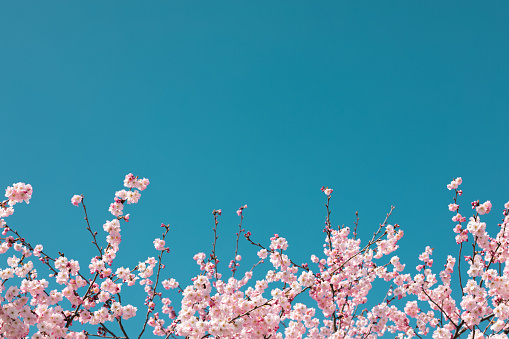 Sakura blossoms in park. Artificial tree. Pink leaves. Branches against sky.