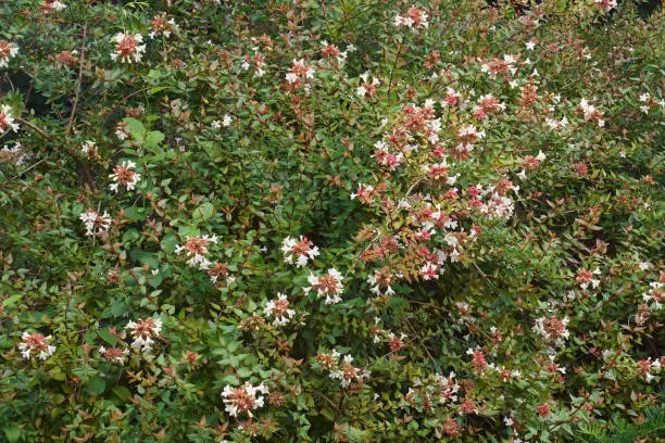 Photo of Close-up image of Glossy Abelia flowers and foliage
