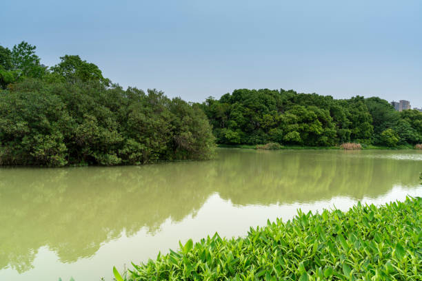 istock Lush greener around the pond in the park 1296854506