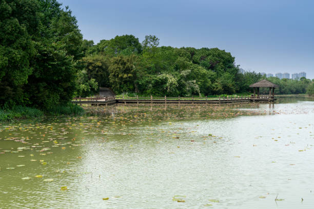 istock Lush greener around the pond in the park 1296855931