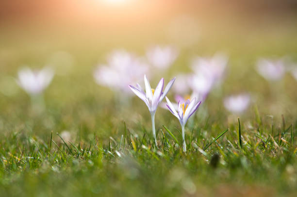 istock Wild crocuses in a park in springtime 1296857605