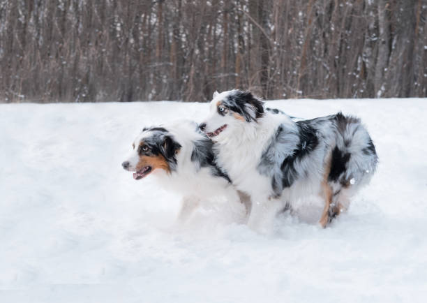 istock Two merle young Australian shepherd runing, playing together 1296858563