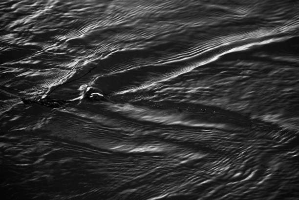 istock Graphic black and white background image of waves and ripples on dark water river 1296861128