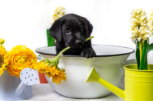 black labrador puppy playfully has a sunflower in his mouth. Puppy sits in an old-fashioned white metal bowl. Decoration with blue and yellow watering cans and yellow flowers. White background. copy space