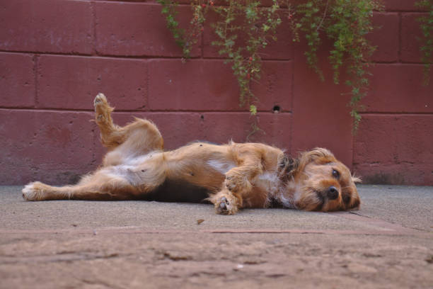 istock Dog lying on side sticking up one leg showing relaxation. 1296863265