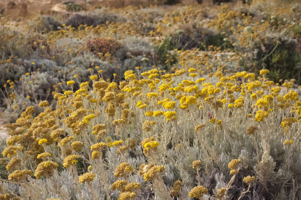 istock Yellow endemic flower Maltese Everlasting (Helichrysum melitense) in gozo. 1296864583