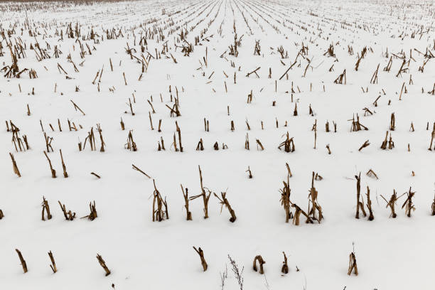 istock snow on an agricultural field 1296866498