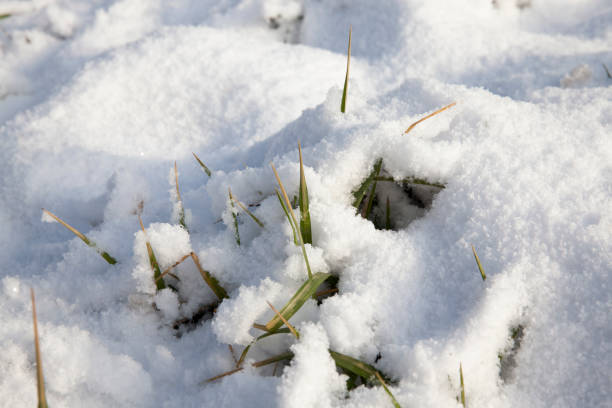 istock grass and snow in winter 1296866503
