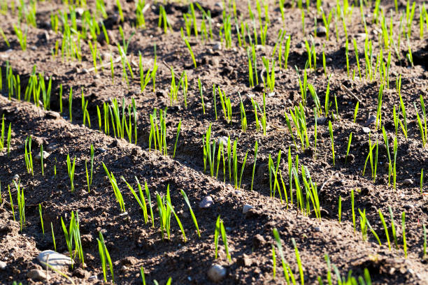 istock sprouts of wheat in Eastern Europe 1296866554