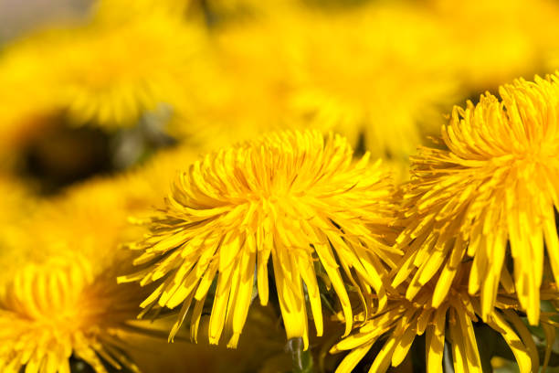 istock details of yellow fresh dandelions 1296866920