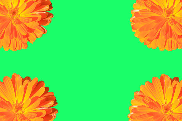 Orange marigold on a white background.