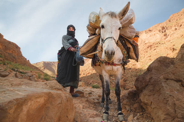 Todra Gorge, Morocco A berber woman and her pack mule in the hills of the Todra Gorge which is a series of limestone river canyons in the eastern High Atlas Mountains in Morocco. berber stock pictures, royalty-free photos & images