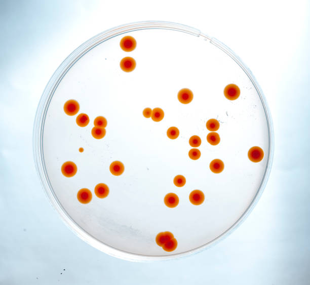 istock image of bacteria in laboratory placed in a receptacle 1296867909