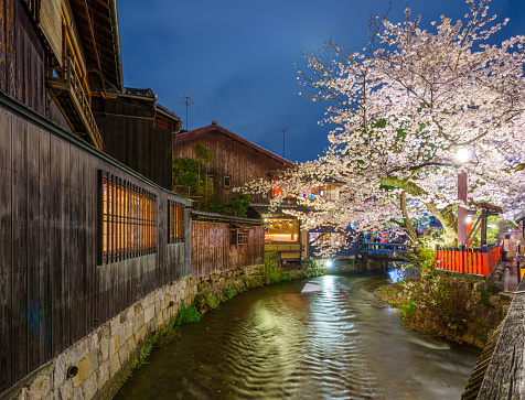 Kyoto, Japan at the Shirakawa River during the spring cherry blossom season at night.