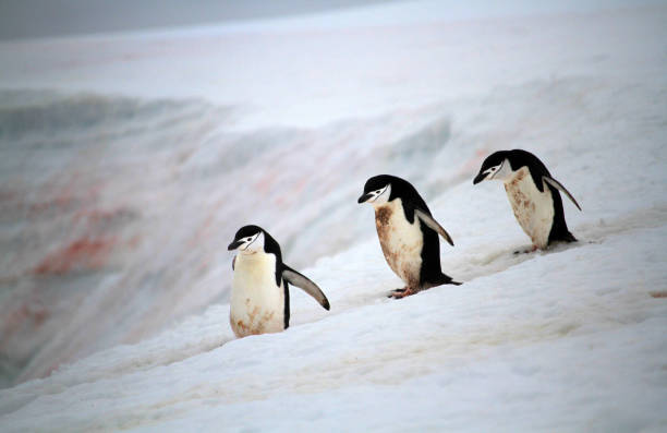 istock penguins on the colorful snow in Antarctica 1296867979