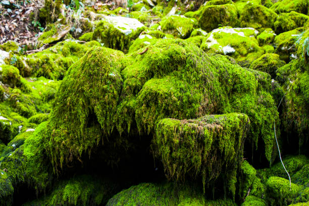 istock Moss on the rocks, nature background, green moss color texture 1296868196