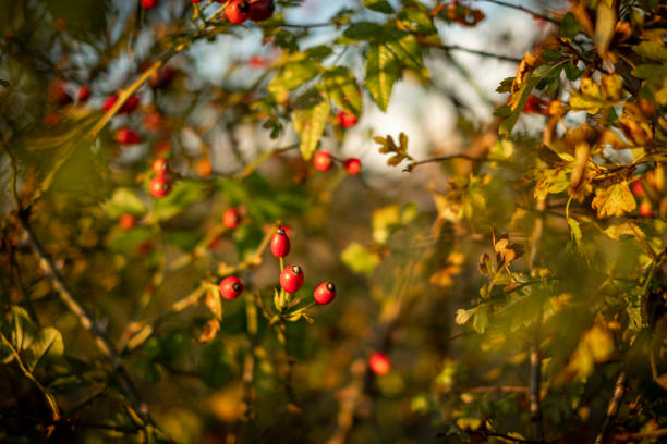 Autumn red rosehips in the countryside of Worcestershire UK