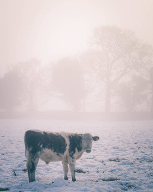 istock A calf in wintery fog 1296869403