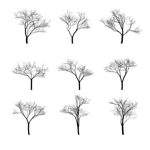 ilustraciones, imágenes clip art, dibujos animados e iconos de stock de conjunto de silueta de árboles desnudos secos - tree bare tree silhouette oak