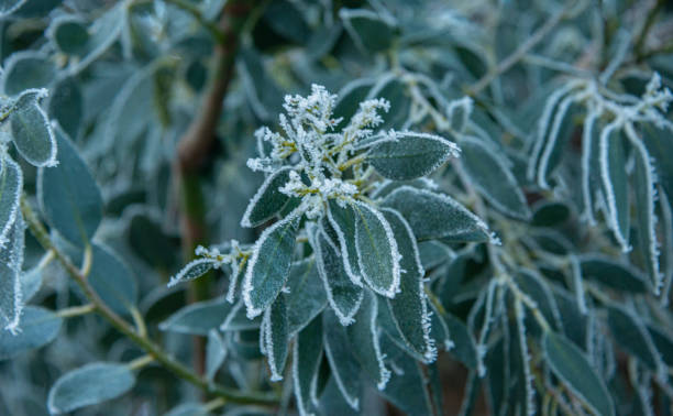 istock Frosty leaves on a cold winters day 1296870857