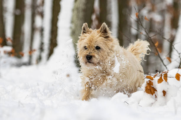 Pictures of a Cairn Terrier at a dog portrait photo shooting. Running through the snow and retrieving in in a forest during winter. cairn terrier stock pictures, royalty-free photos & images