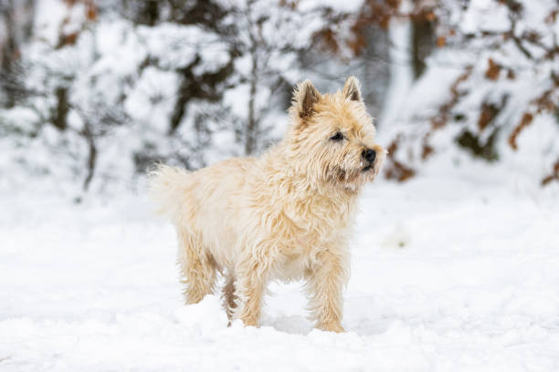 Pictures of a Cairn Terrier at a dog portrait photo shooting. Running through the snow and retrieving in in a forest during winter. cairn terrier stock pictures, royalty-free photos & images