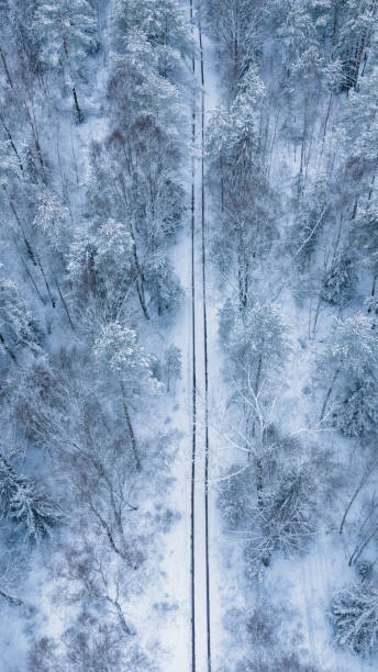 istock Winter pine forest tree tops in snow view from drone road through forest 1296872595