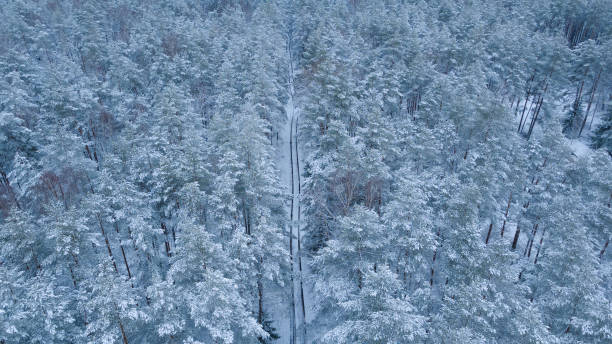 istock Winter pine forest tree tops in snow view from drone road through forest 1296872652