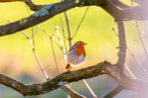 A closeup shot of an American robin perching on tree branch with blur green background