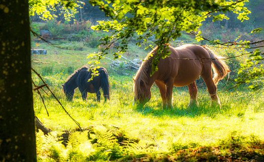 Swedish landscape with a horse in gossamer summer light