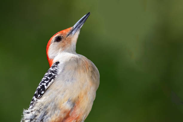 istock Red-bellied Woodpecker Perched on a Branch of a Tree 1296873547
