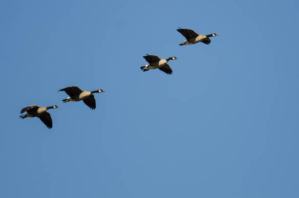 istock Four Canada Geese Flying in a Blue Sky 1296873623
