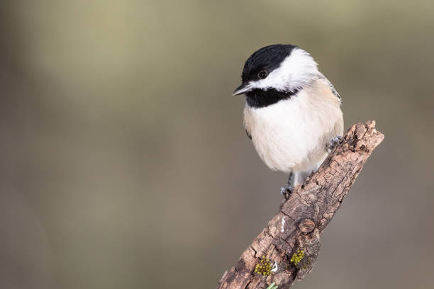 istock Carolina Chickadee Perched Delicately on a Slender Branch 1296873720