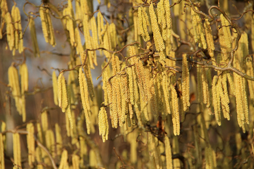 spring bloom of  pussy  willow