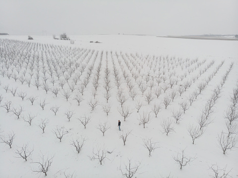 Landscape of snow-covered vineyards in Piedmont Langa on a clear day