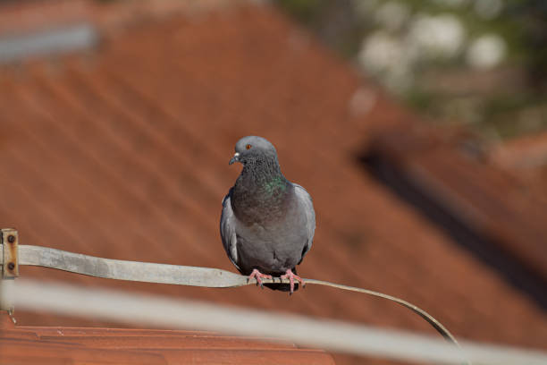 istock pigeon on a roof on a building 1296874305