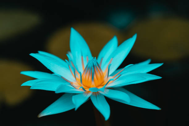 istock Blue water lily close up 1296874994