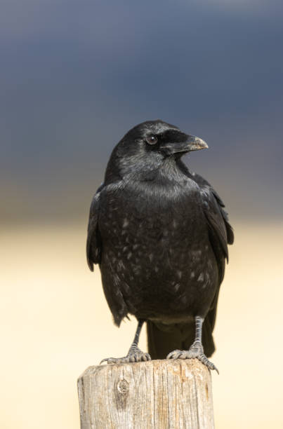 istock Raven in Wyoming in Autumn 1296875249