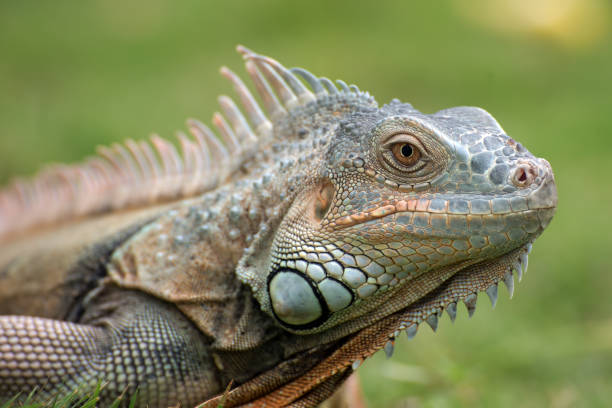 istock Big green iguana on a grass 1296876703