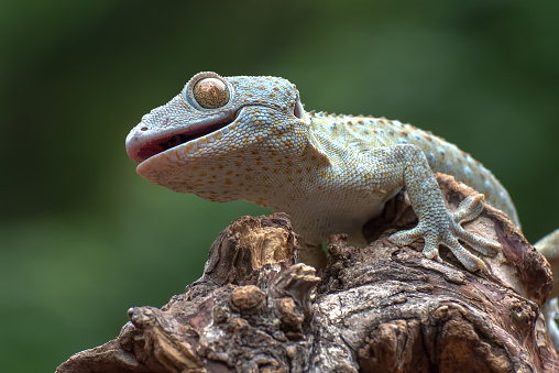 Gekko gecko, the tokay gecko, is a crepuscular arboreal gecko in the genus Gekko, the true geckos. It is native to Asia and some Pacific Islands.