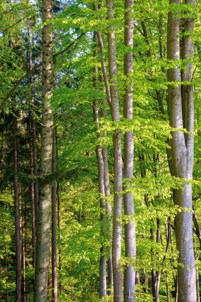 istock beech trees with fresh green foliage in sunlight 1296876738