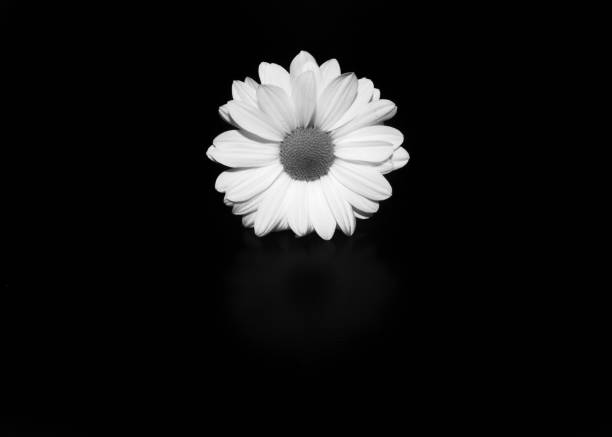 close-up detalhado em preto e branco da flor - black white macro high contrast - fotografias e filmes do acervo