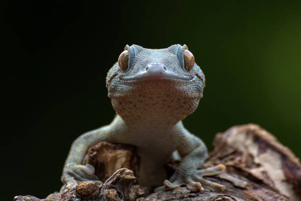istock Front view look of a tokay gecko 1296876778